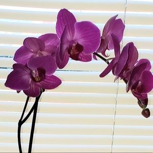 Meet your Posher, Sydney